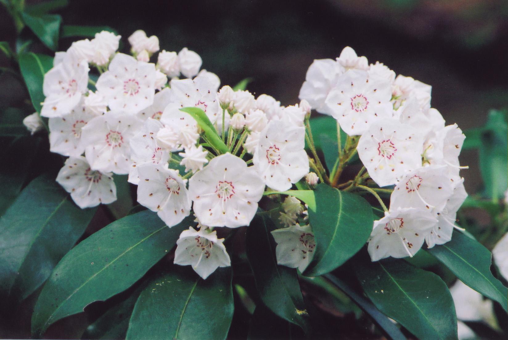 Valentine Flowers Mountain Laurel Flowers Best Memorial Day